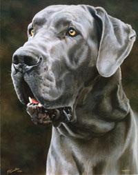 Labrador Retriever-pet_portrait